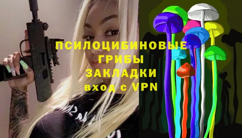 где найти   Вытегра  Галлюциногенные грибы Psilocybe 